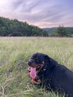 Rottweiler Rotvajler RTW krytie - 3