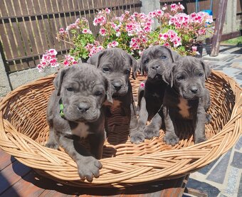 cane corso šteniatka - 3