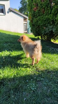 Predám nemeckého špica pomeriána - 3