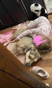 Darujem Staforda - 3