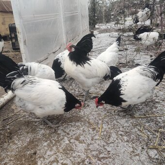 Lakenvelder kohútikovia - 3