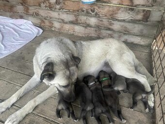 Turecký kangal - 3