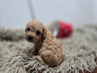 Toy pudel - 3