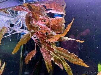 Rastlinky do akva / krevetaria - 3