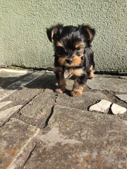 Predám šteniatka Yorkshirsky terier - 3