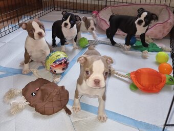 Boston terier Bostonský tetier - 3