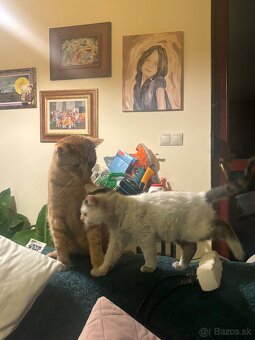 Darujem mačiatko - 3