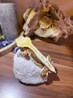 Pagekon riasnaty - 3