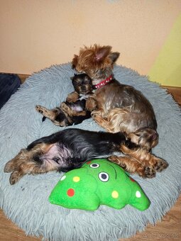 Yorkshirsky terier - 3