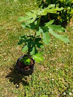 Predám figovník - 3