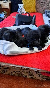 Mopsipoo - 3