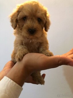 Mini maltipoo - 3