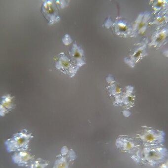 Vírniky Brachionus plicatilis - 3