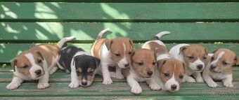 Jack russel terier - 3