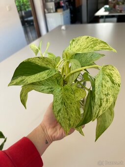 Epipremnum Marble Queen “Snow Queen” - 3