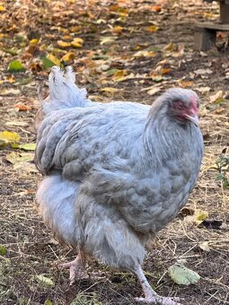 Orpinghton levander - 3