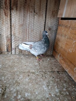 Poštové holuby - 3