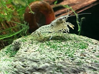 Predám mini ráčikov cambarellus demitus - 3