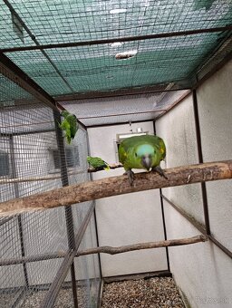 Amazonan modročeli - 3