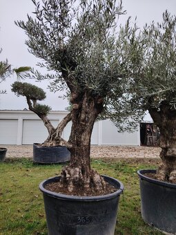 Olivovník europea - 3