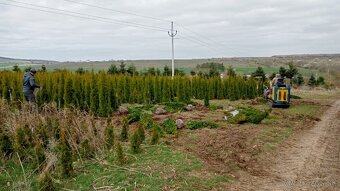 Tuja Smaragd, vavrínovec, červienka - Prešov - 3