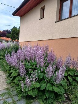 Predám plantu šalvie muškatovej - 3