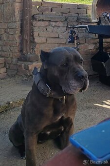 Darujeme cane corso - 3