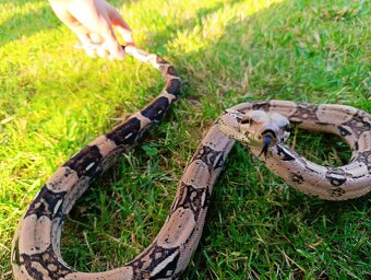 Veľhad Kráľovský / Boa Constrictor - 3