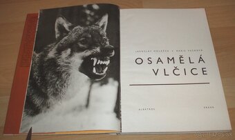 Osamělá vlčice - 3