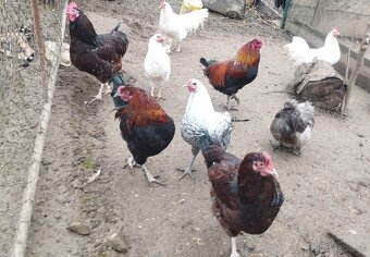 Kohúti na predaj - 3