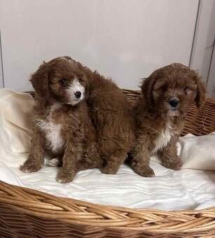 Pudel, cavalier, cavapoo - 3