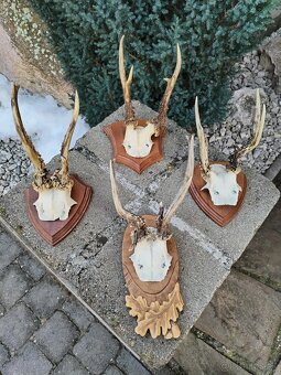Srnčie trofeje na podlozkach - 3