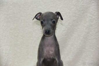 Taliansky chrtík - 3