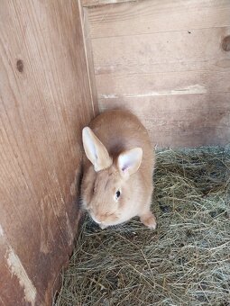 Burgunske kraliky - 3