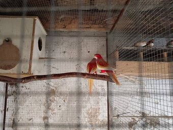 Papagáj zelený - 3