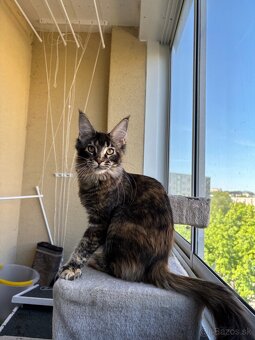 Mainská mývalia mačka s pp / maine coon s pp - 3