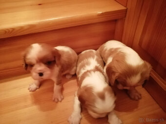 Cavalier King charles spaniel - 3
