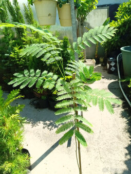 Palma, Albizia, Bananovnik - 3