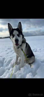 Husky - 3