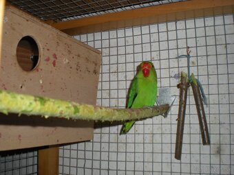 Agapornis Etiopsky-TARANTA - 3