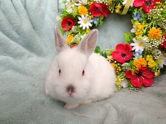 Zakrslý králik s VP - samička ruská kresba - 3