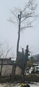 Výrub stromov - Orez - 3