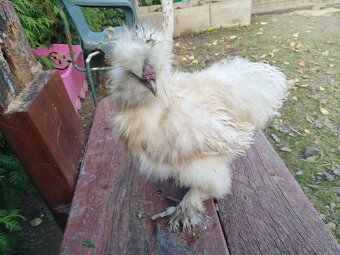 Kohúty Hodvabnicky - 3