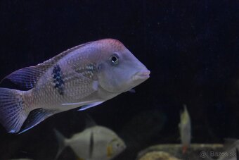 Geophagus sp. Alto sinu- odchov - 3