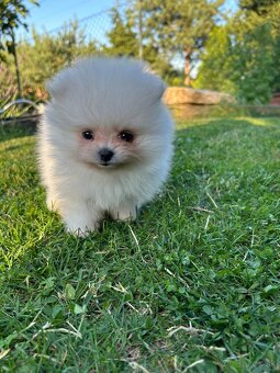 Pomeranian - 3