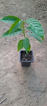 Anonna reciculata-Byčie srdce - 3