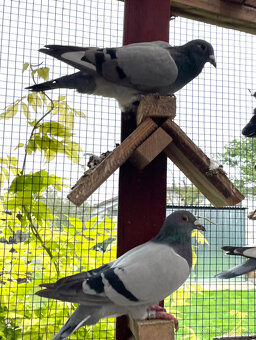 Poštové holuby - 3