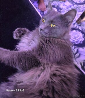Maine coon - 3