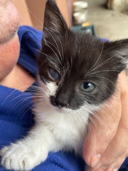 Darujeme posledného kocúrika - 3