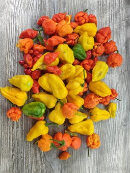 Chilli mleté, sušené, omáčky - 3